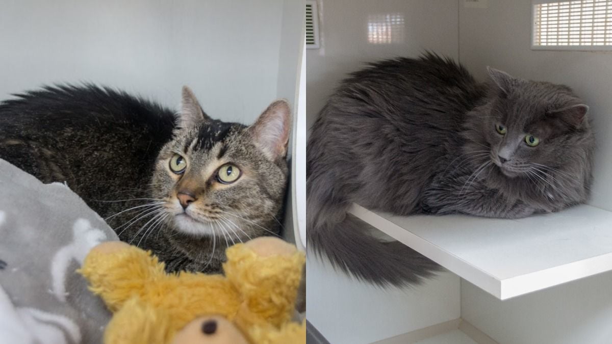 Adopt a friend: Pima and Blue